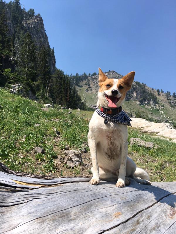 /Images/uploads/Humane Society of Utah/HSU2018/entries/4014thumb.jpg